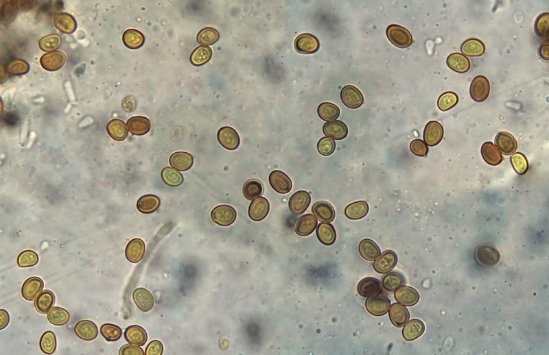 Inonotus krawtzewii spory